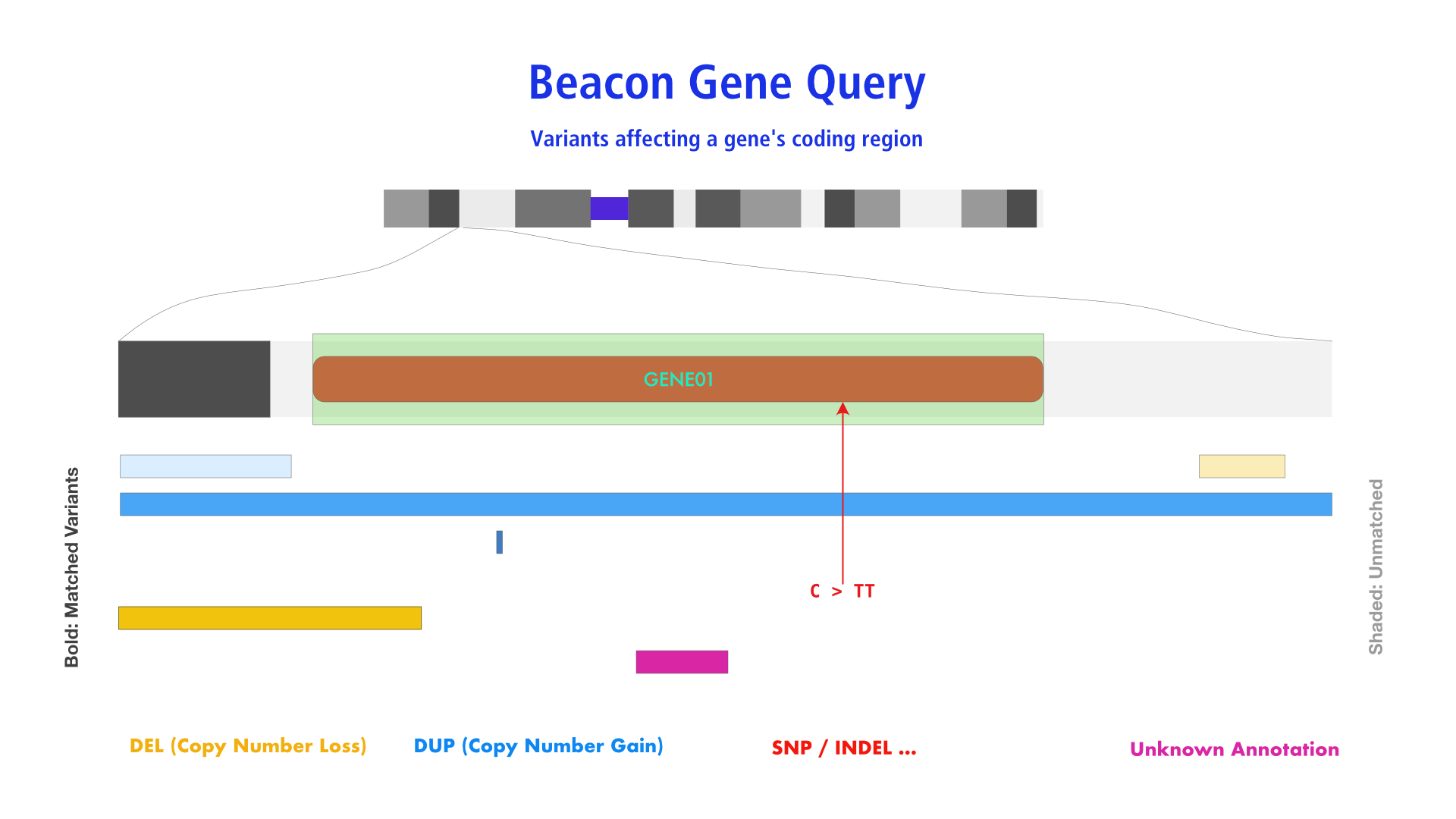 Beacon Gene Query Schema